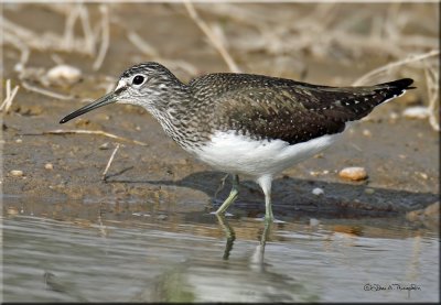 Greenshank