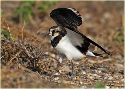 Northern Lapwing