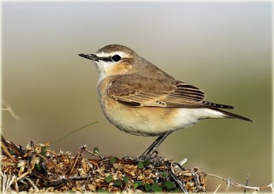 Isabelline Wheatear