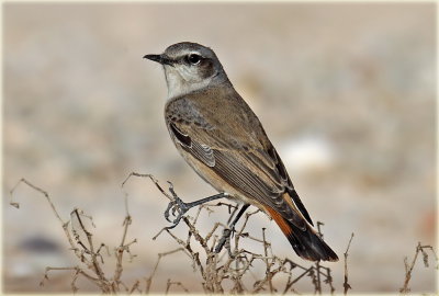 Red-tailed Wheatear