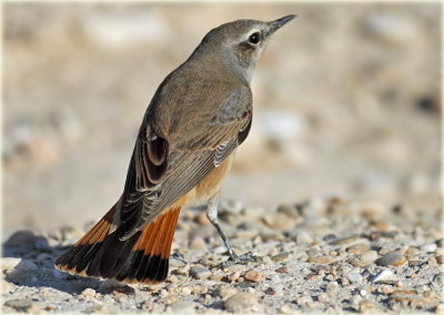 Red-tailed Wheatear