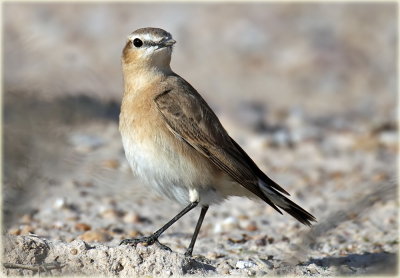 Red-tailed Wheatear