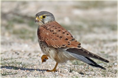 Common Kestrel Male