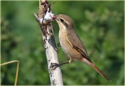 Turkestan (Isabelline) Shrike