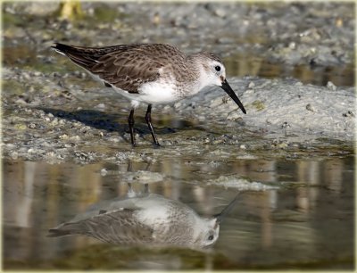 Dunlin