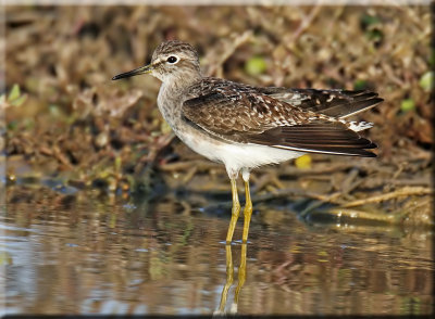 Wood Sandpiper