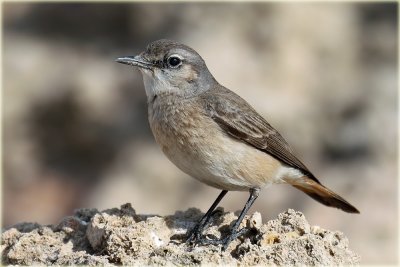 Wheatear