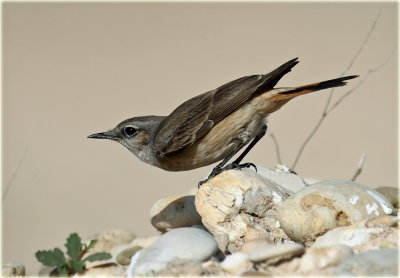 Red-tailed Wheatear