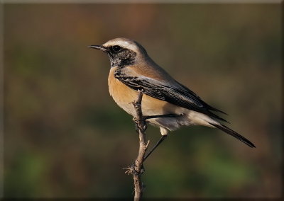 Desert Wheatear