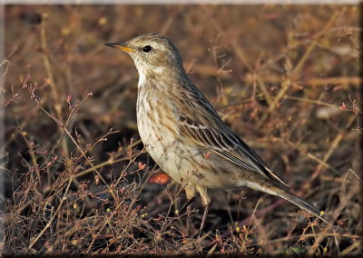 Water Pipit