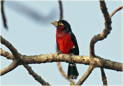 Barbet Double toothed