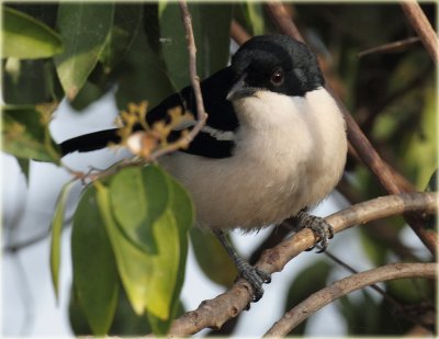 Ethiopian Boubou