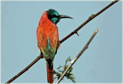 Bee Eater Norther Carmine