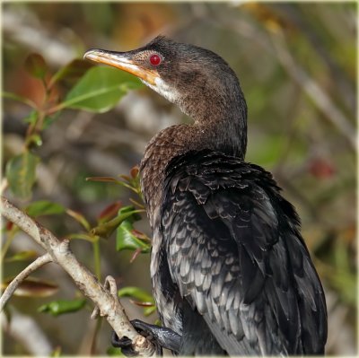 Cormorant Long Tailed