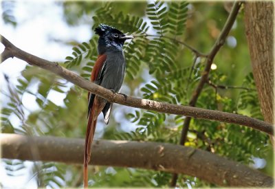 Flycatcher African Paradise