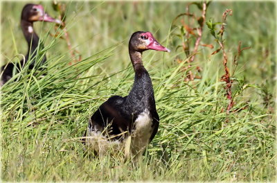 Goose Spur Winged