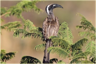 Hornbill African Grey