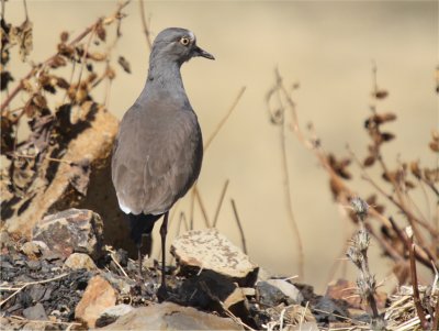 Plover Black-winged