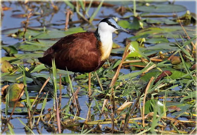 Jacana African