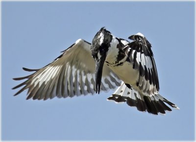 Kingfisher Pied