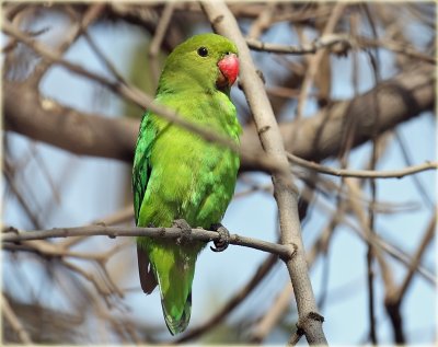 Lovebird Black Winged