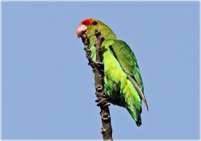 Lovebird Black Winged