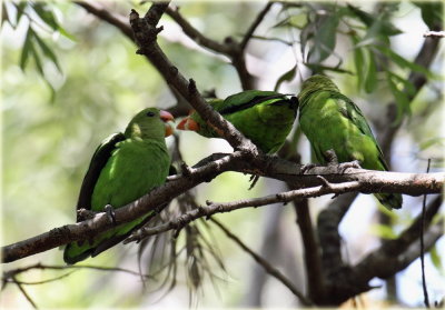 Lovebirds Black Winged