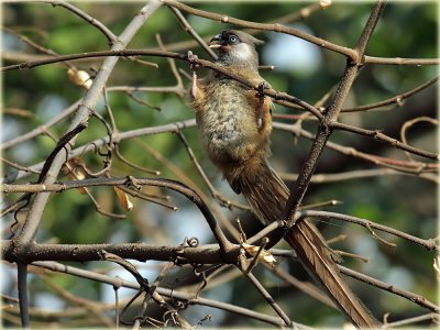 Mousebird Speckled