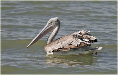 Pink-backed Pelican .