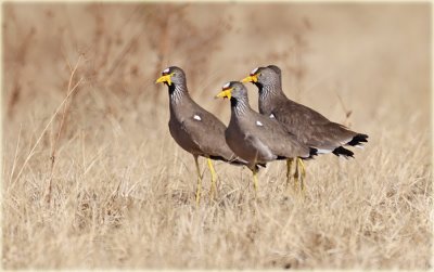 Plover African Wattled