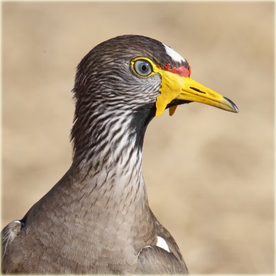 Plover African Wattled