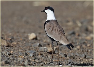 Plover Spur Winged