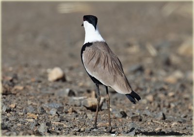 Plover Spur Winged