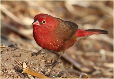Red Billed Firefinch Male