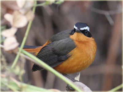 Robin Chat Ruppells