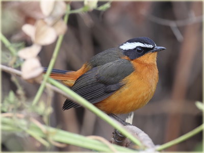 Robin Chat Ruppells