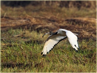 Sacred Ibis