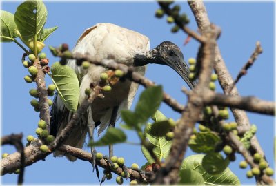 Sacred Ibis