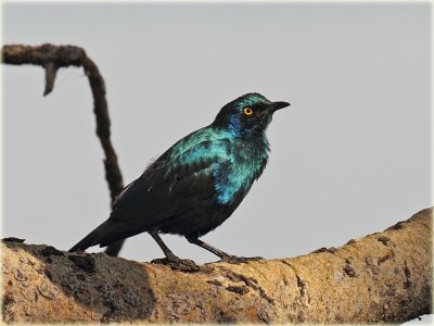 Starling Greater Blue Eared