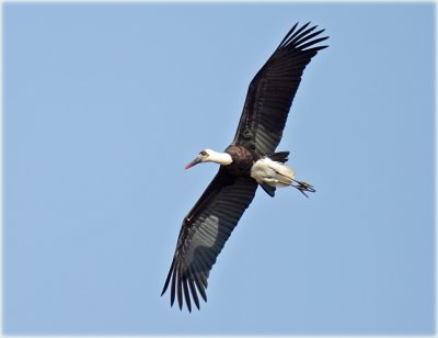 Stork Woolly Necked