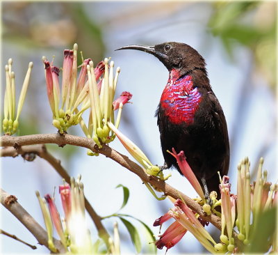 Sunbird Scarlet Chested