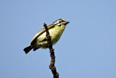 Tinkerbird Yellow Fronted