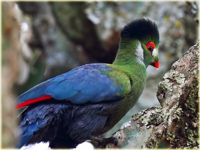 Turaco White Cheeked