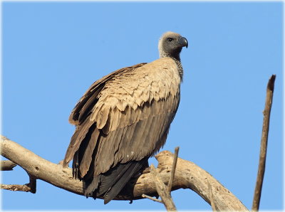 Vulture Ruppells Imm