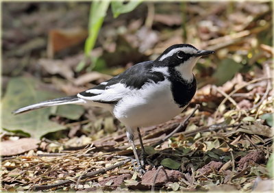 Wagtail African Pied