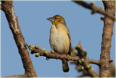 Weaver Ruppells