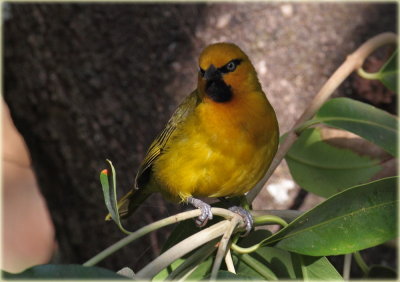 Weaver Spectacled
