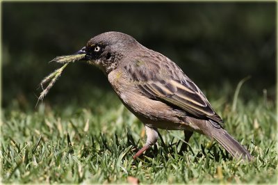 Baglafecht Weaver