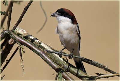 Shrike Woodchat