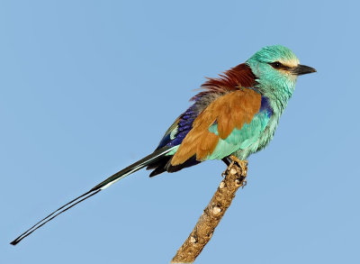 Birds of  Ethiopia